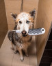 Ручной душ Hansgrohe DogShower 26640700 для собак белый матовый