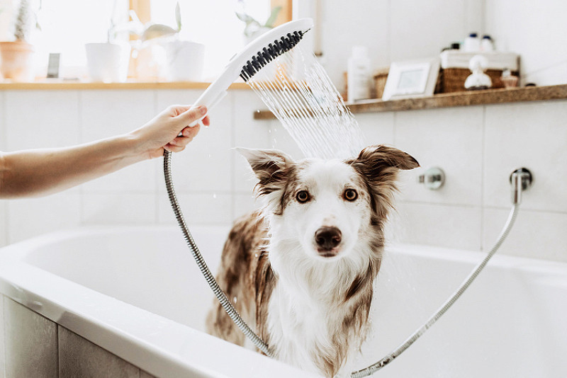 Ручной душ Hansgrohe DogShower 26640540 для собак